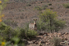 Mountain Zebra