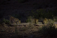 Löwen am Wasserloch