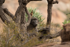 Baboon