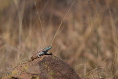 Das scheue Tier in den Bergen