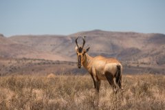 Kuhantilope oder Hartebeest