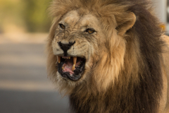 Wir können es nicht fassen, schon wieder Löwen