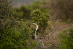 Black-headed heron