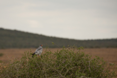 Pale Chanting Goshawk