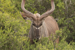 Kudu