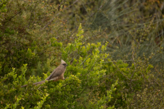Whitebacked Mousebird