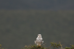 Black-winged Kite