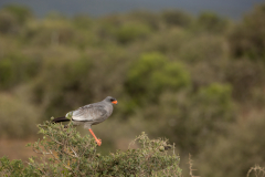 Pale Chanting Goshawk