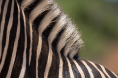 hat die Haare schön...