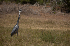 Black-headed Heron