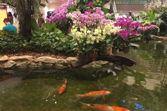 Orchideen Garten Singapur Flughafen