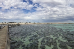 Hamelin Pool