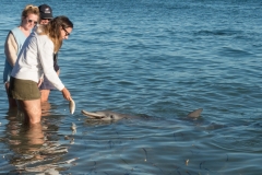 Delfinfütterung Monkey Mia