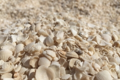Shell Beach