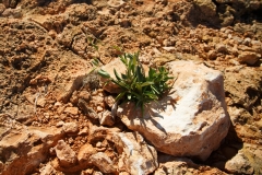 Leben in der Steinwüste