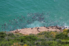 Robbenkolonie - man riecht sie, bevor man sie sieht