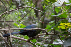 Knysna Loerie (Turaco)