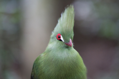 Buffoni Green Turaco