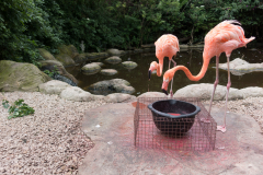 Jetzt wissen wir auch warum Flamingos rosa sind