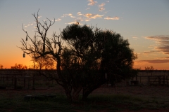 Giralia Station - Bottle Tree